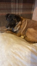 FEIVEL, Hund, Mischlingshund in Rumänien