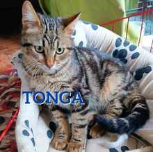 TONGA, Katze, Europäisch Kurzhaar in Bulgarien