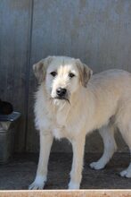 ALBERT, Hund, Mischlingshund in Rumänien