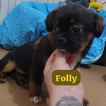 FOLLY, Hund, Mischlingshund in Rumänien