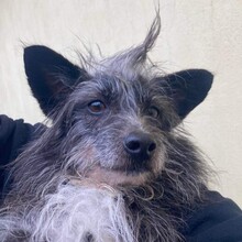 OSCAR, Hund, Mischlingshund in Portugal