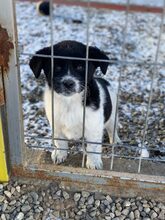 SPAGHETTI, Hund, Mischlingshund in Rumänien