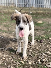 LUCKY, Hund, Mischlingshund in Rumänien