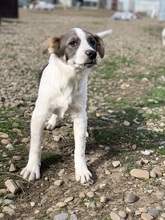 PANDA, Hund, Mischlingshund in Rumänien