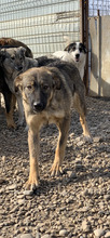 CASABLANCA, Hund, Mischlingshund in Rumänien