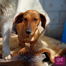 TEKELINA, Hund, Dackel in Rumänien