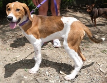 DOMINGO, Hund, Mischlingshund in Zypern