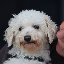 PATY, Hund, Malteser in Spanien