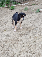 JESSY, Hund, Mischlingshund in Griechenland
