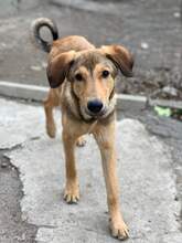 WILLI, Hund, Mischlingshund in Rumänien