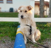 TINO, Hund, Mischlingshund in Kehl
