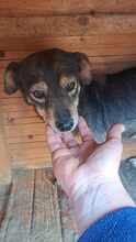 LARA, Hund, Mischlingshund in Rumänien