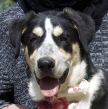 ARIA, Hund, Mischlingshund in Spanien