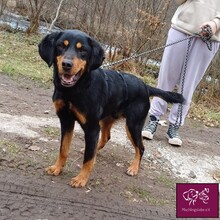 JACK, Hund, Mischlingshund in Rumänien