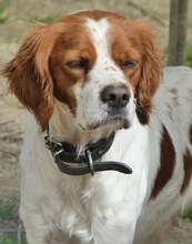 LUKE, Hund, Mischlingshund in Griechenland