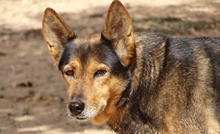 LAIKA, Hund, Mischlingshund in Friedeburg