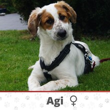 AGI, Hund, Mischlingshund in Brilon