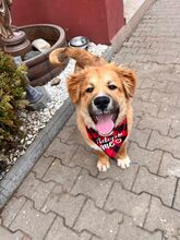 KRÜMEL, Hund, Mischlingshund in Rumänien