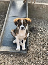ATHOS, Hund, Mischlingshund in Rumänien