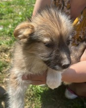 FRITZI, Hund, Mischlingshund in Rumänien