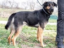 RINTI, Hund, Mischlingshund in Ungarn