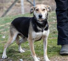 NILA, Hund, Mischlingshund in Ungarn