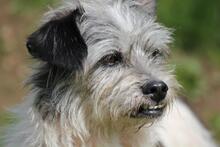 ROCKY, Hund, Terrier-Mix in Wuppertal