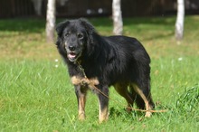 LEROY, Hund, Mischlingshund in Erkelenz