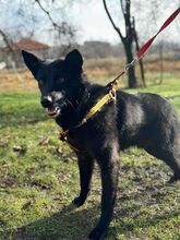 ALRIK, Hund, Mischlingshund in Bulgarien