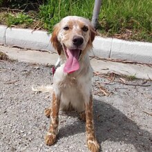 LUCILLE, Hund, English Setter in Griechenland