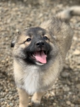 AMMIT, Hund, Mischlingshund in Rumänien