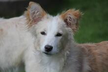 BELLA, Hund, Mischlingshund in Hoogstede