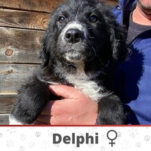 DELPHI, Hund, Mischlingshund in Köln