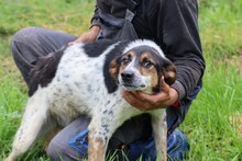 GHANA, Hund, Mischlingshund in Lohra-Reimershausen