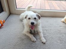 LOTTI, Hund, West Highland White Terrier-Mix in Ungarn