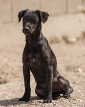 JOSY, Hund, Mischlingshund in Kroatien