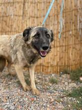 TARA, Hund, Mischlingshund in Griechenland