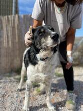 SPIROS, Hund, Mischlingshund in Griechenland