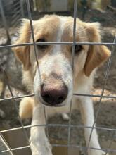 ROSI, Hund, Mischlingshund in Griechenland