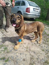 FÜLES6, Hund, Bayerischer Gebirgsschweißhund in Ungarn
