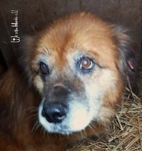MOGLISENIOR, Hund, Mischlingshund in Rumänien