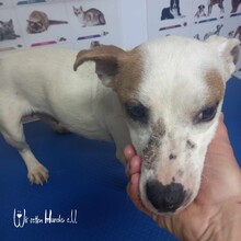 GINA, Hund, Mischlingshund in Rumänien