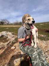 GISMO, Hund, Mischlingshund in Rumänien