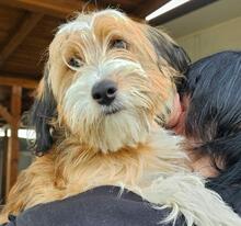 PIPPI, Hund, Mischlingshund in Italien