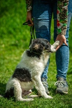 FLUFFY, Hund, Mischlingshund in Ungarn