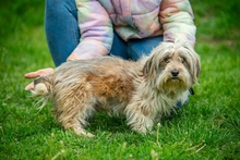ONGA, Hund, Mischlingshund in Ungarn
