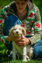 OLIVIA, Hund, Mischlingshund in Ungarn