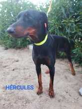 HERCULES, Hund, Dobermann in Spanien