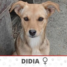 DIDIA, Hund, Mischlingshund in Bulgarien