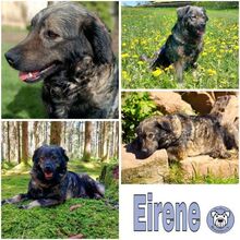 EIRENE, Hund, Mischlingshund in Schramberg